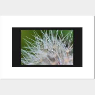 Water dew on Dandelion Posters and Art